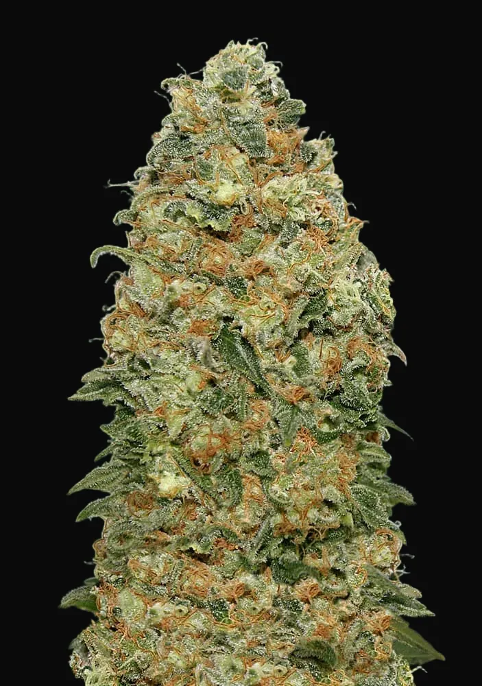 White Widow