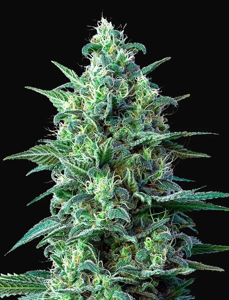 White Widow Auto CBD