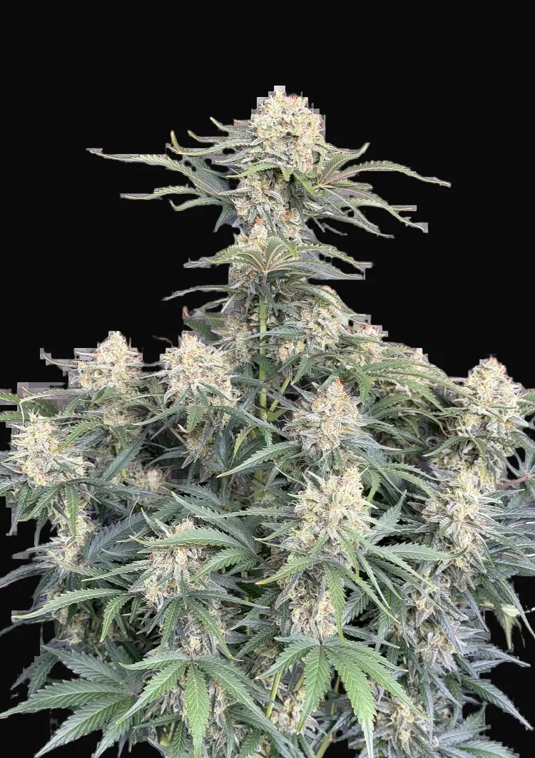 White Widow Auto