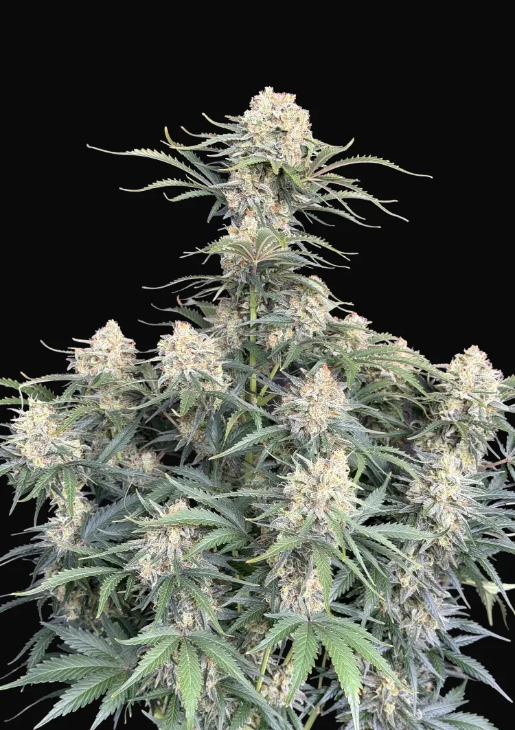 White Widow Auto