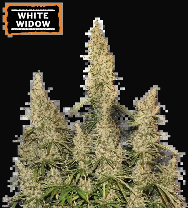 White Widow Auto