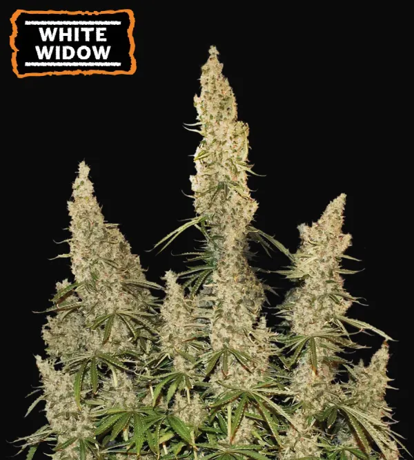 White Widow Auto