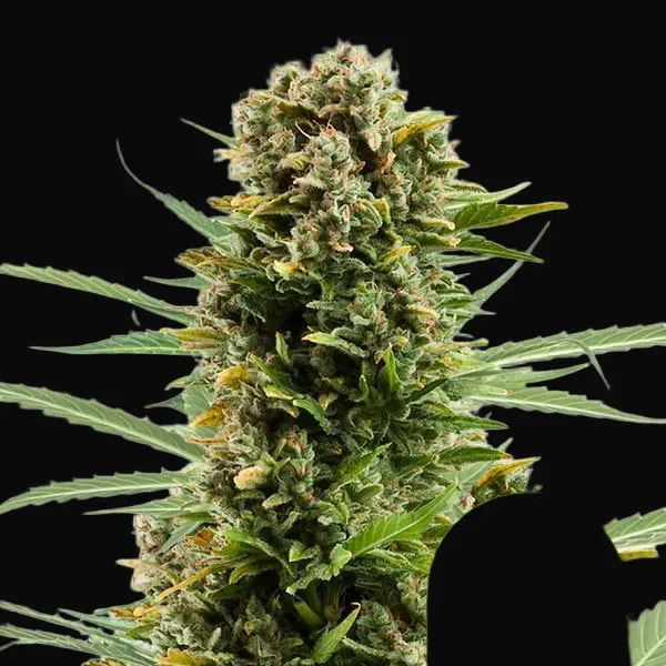 White Widow Automatic