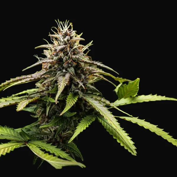White Widow Automatic