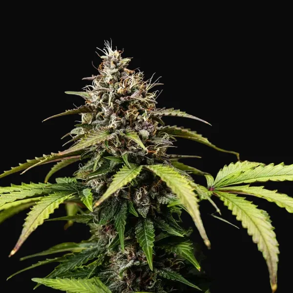 White Widow Automatic