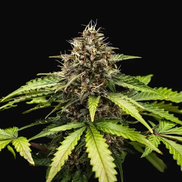 White Widow Automatic