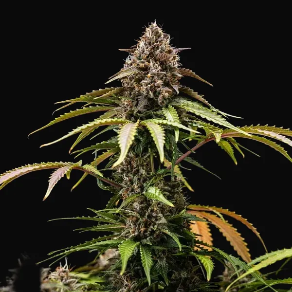 White Widow Automatic
