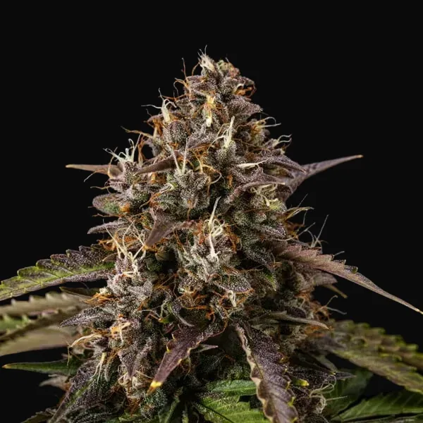 White Widow Automatic
