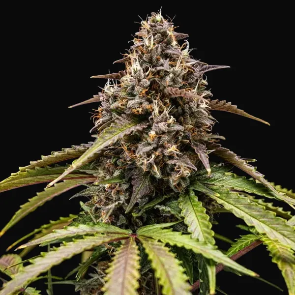 White Widow Automatic