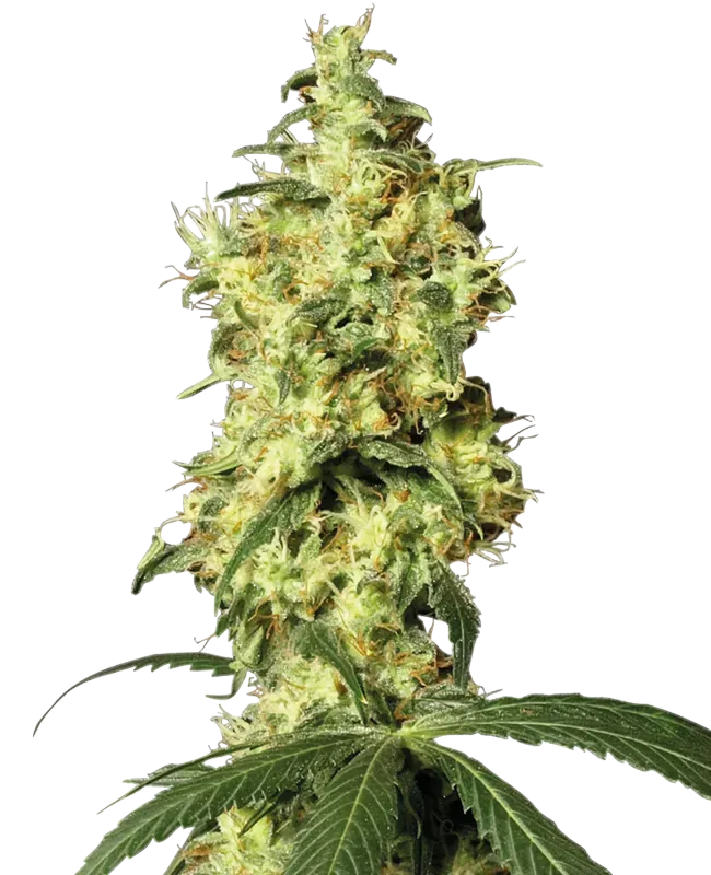 White Widow Automatic