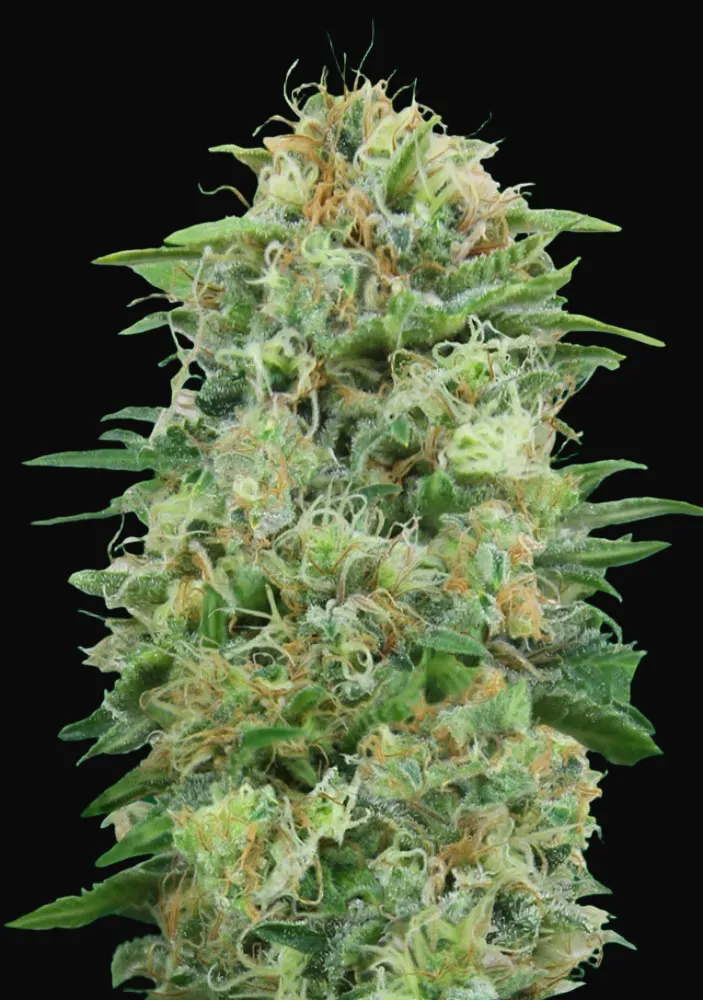 White Widow CBD