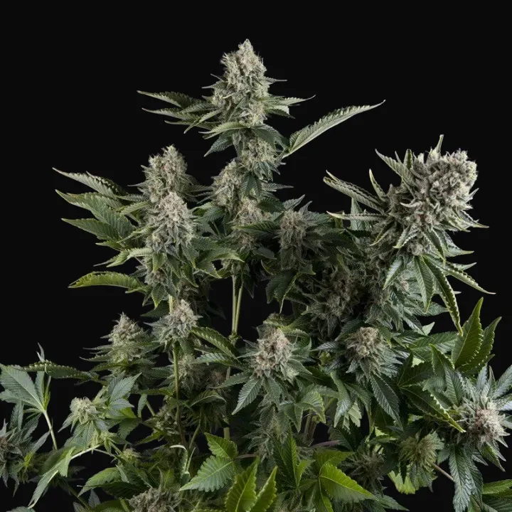 White Widow CBD