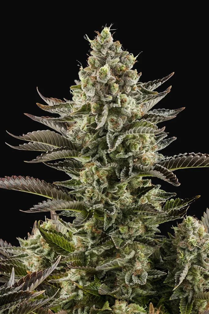 White Widow