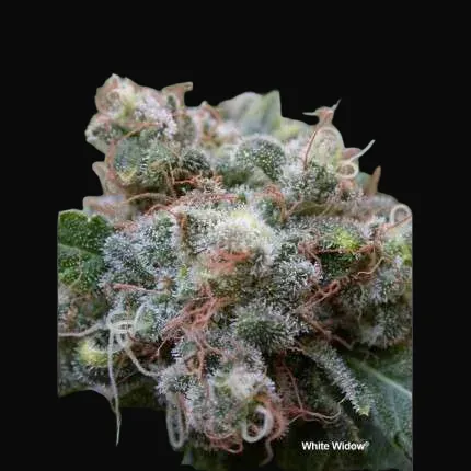White Widow