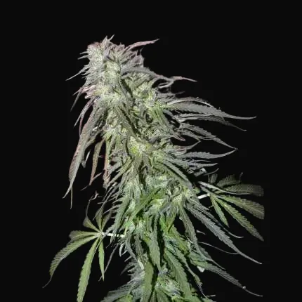 White Widow