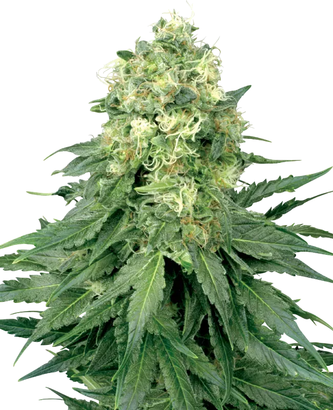 White Widow Feminized