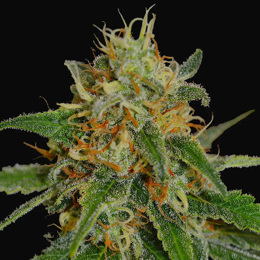 White Widow