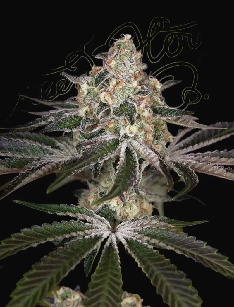 White Widow