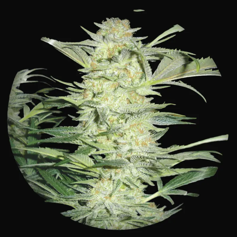 White Widow