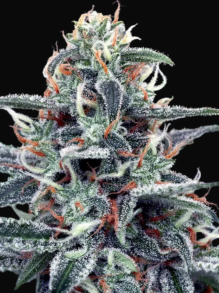 White Widow