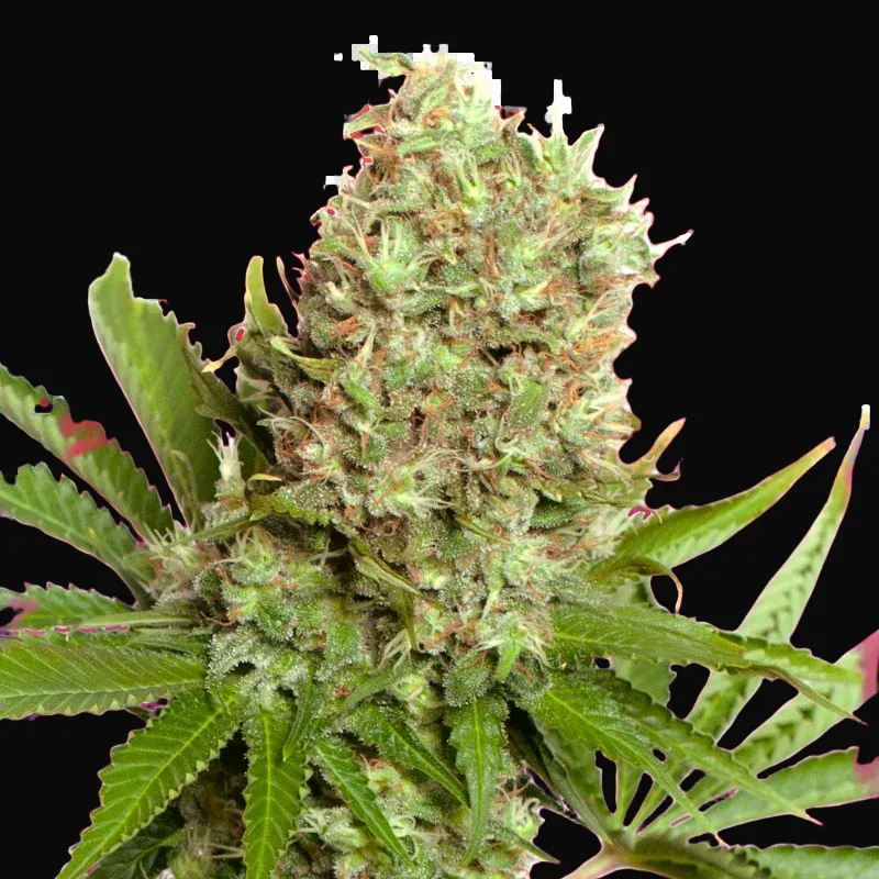 White Widow