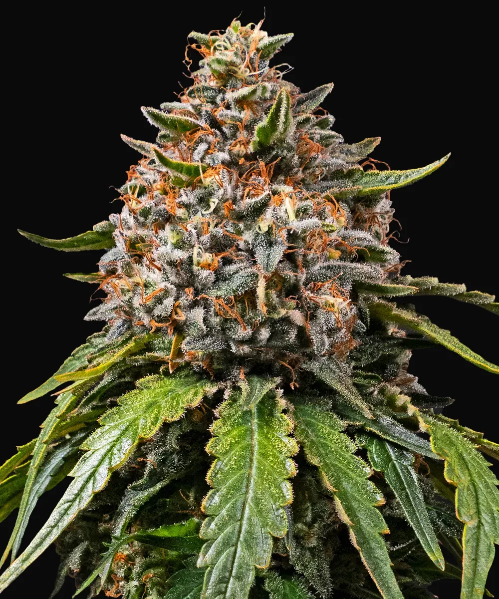 White Widow Regular