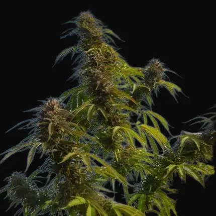 White Widow Regular