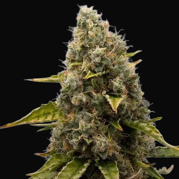 White Widow