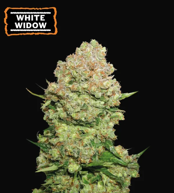White Widow