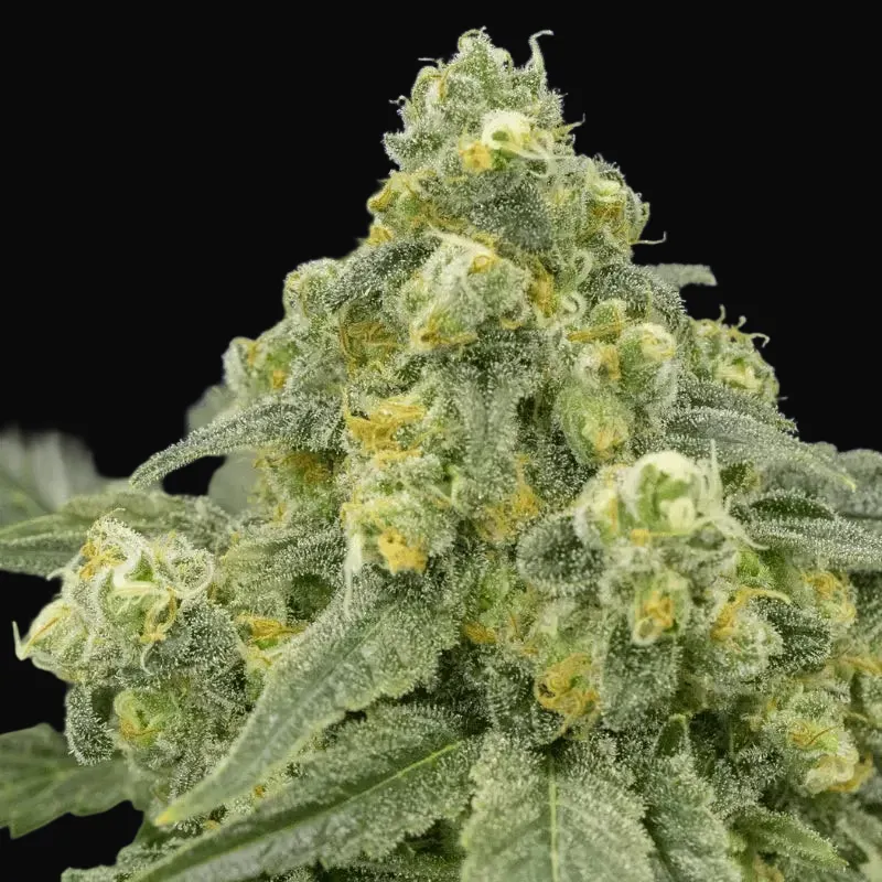 White Widow