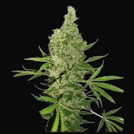 White Widow X The Ultimate