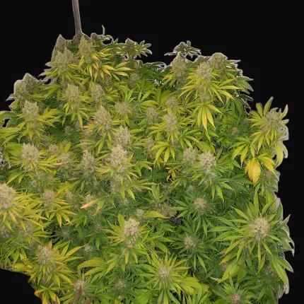 White Widow X The Ultimate