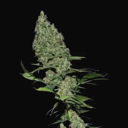 White Widow X The Ultimate
