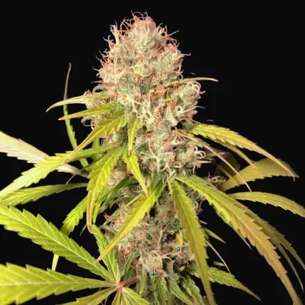 White Widow X The Ultimate