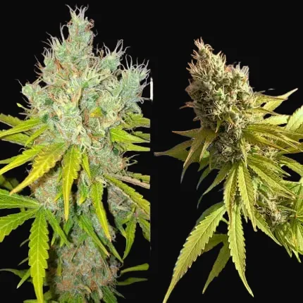 White Widow X The Ultimate