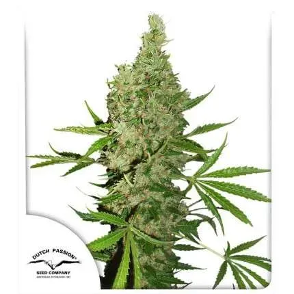 White Widow X The Ultimate