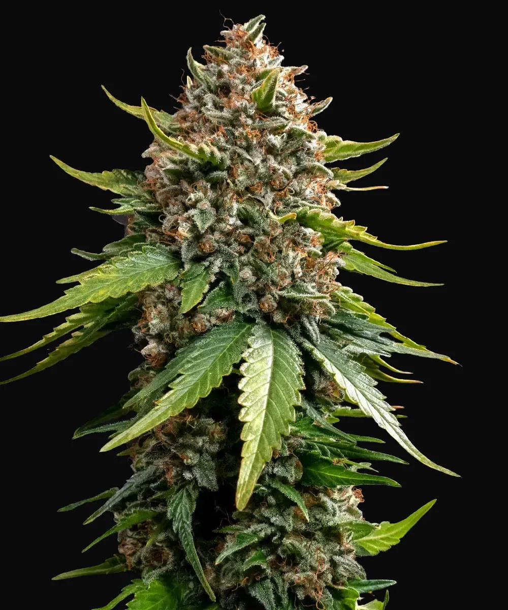 White Widow XXL Auto