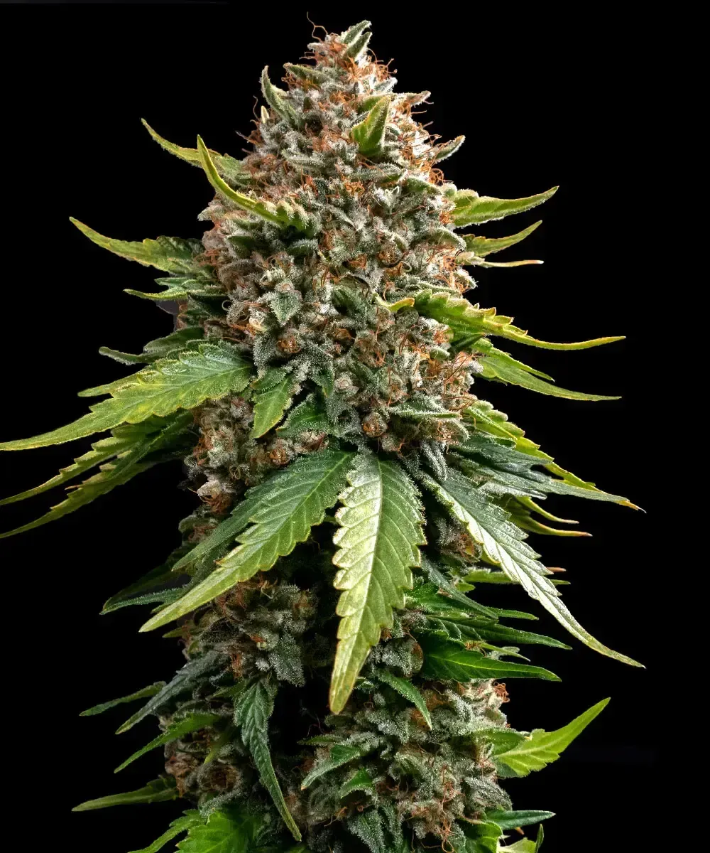 White Widow XXL Auto