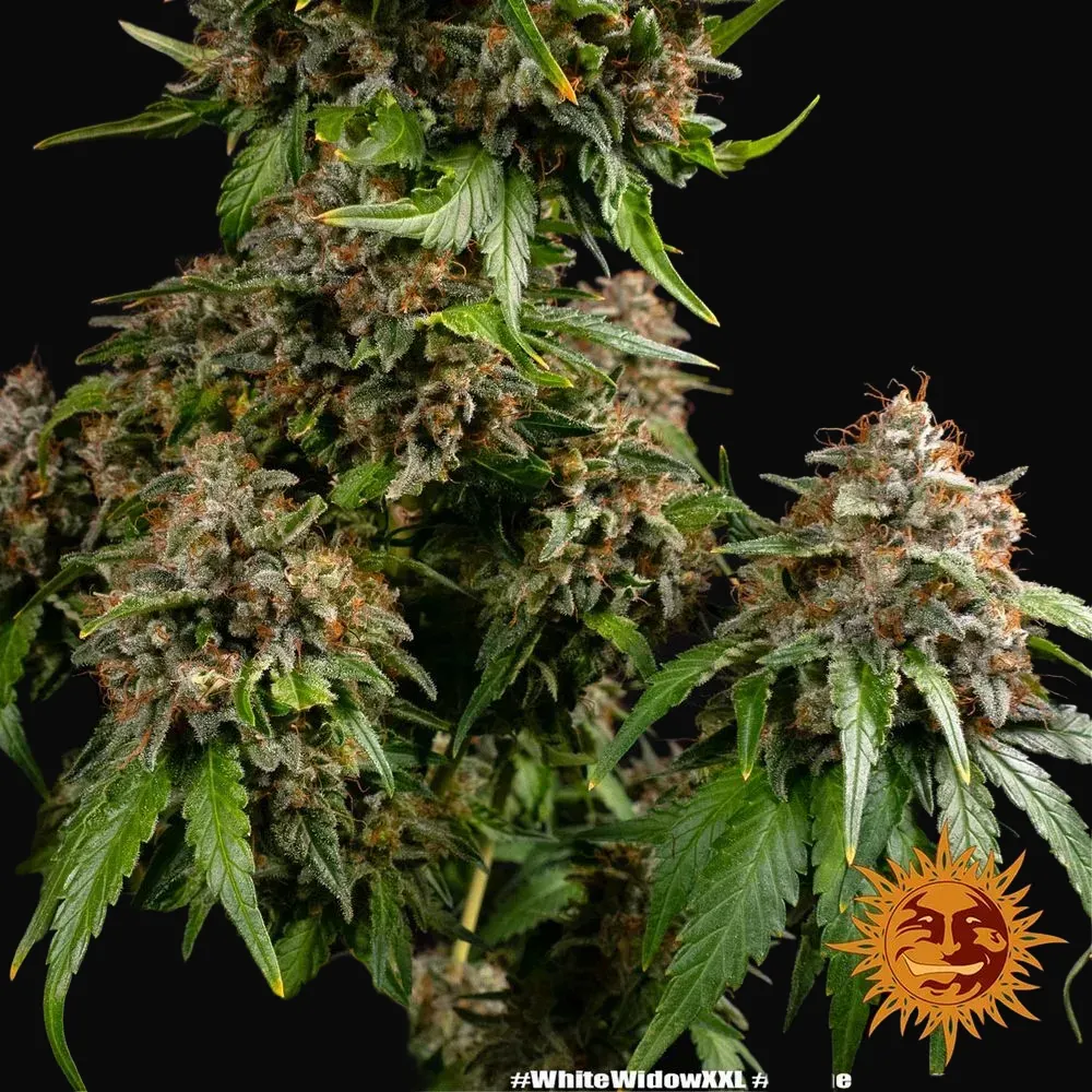 White Widow XXL