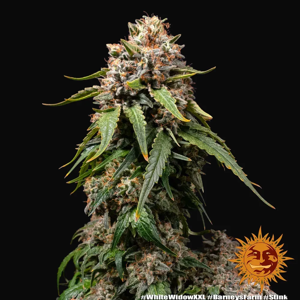 White Widow XXL