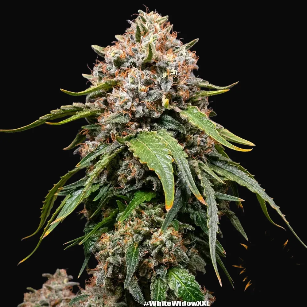 White Widow XXL