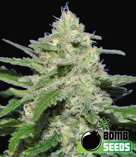 Widow Bomb