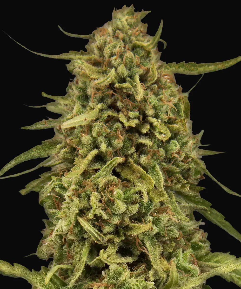 Widow Remedy - Regular