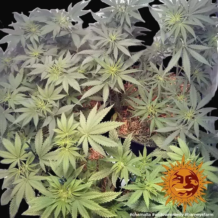 Widow Remedy - Regular
