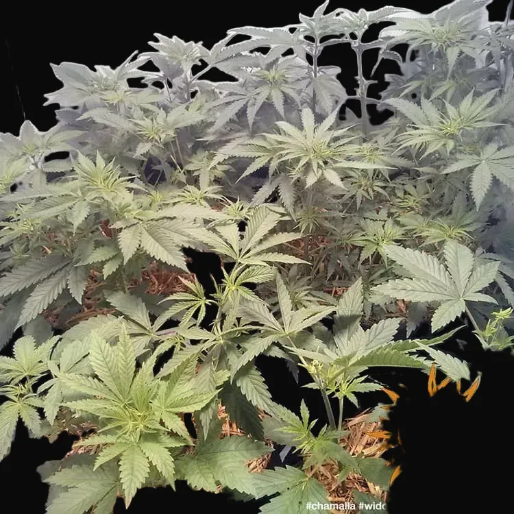 Widow Remedy - Regular