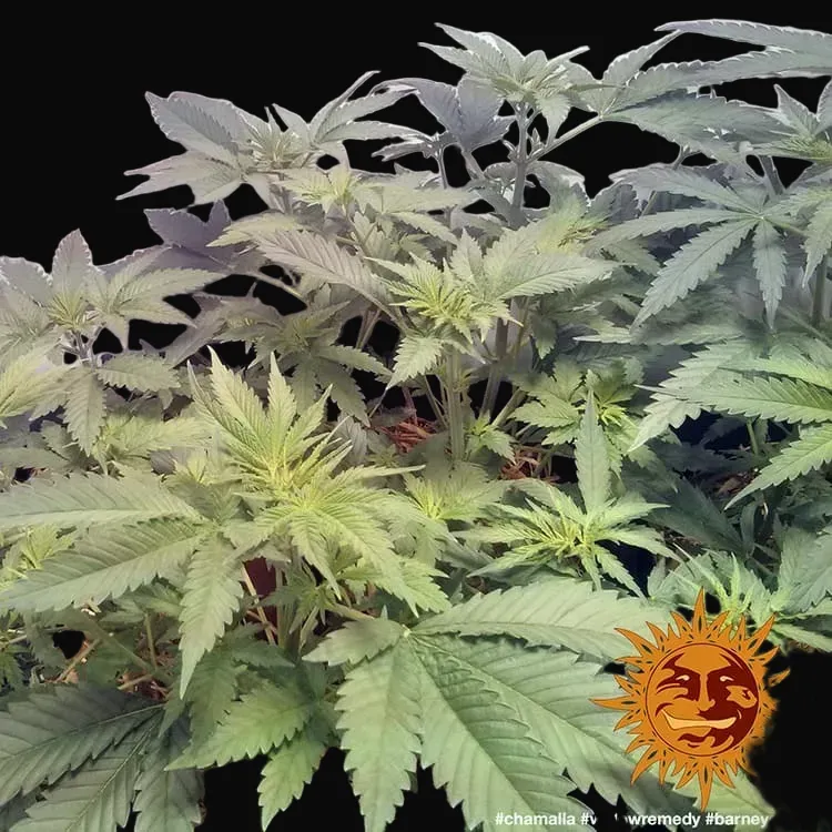 Widow Remedy - Regular