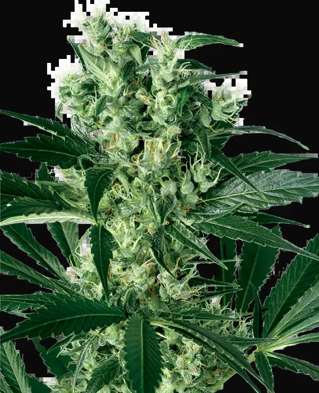 X Haze Feminized