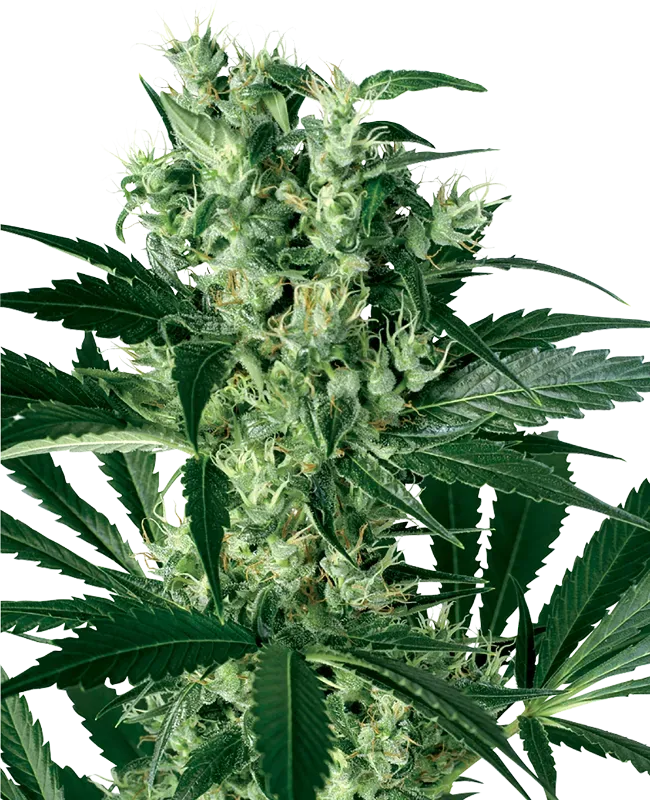 X Haze Feminized