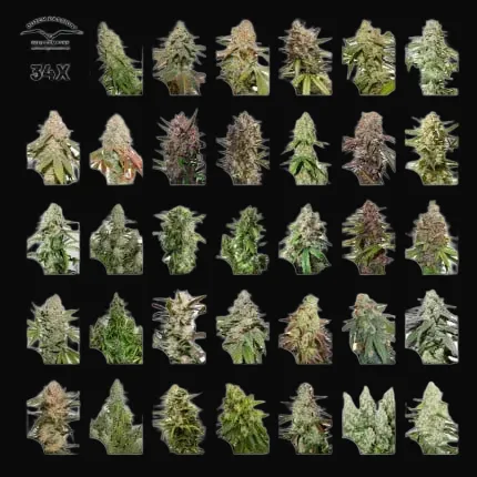 Xmas Autoflower Collection 34 seeds