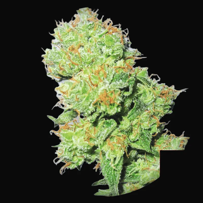 Y Griega CBD